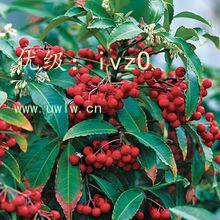 չ滮
