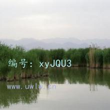ʨ