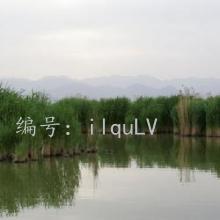 Ӱ