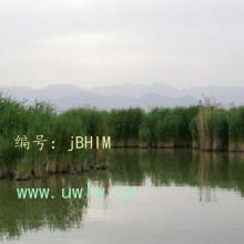ĩ