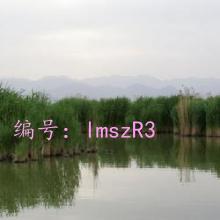ͨ