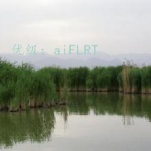 ת