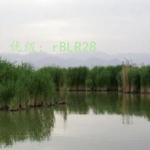 赸