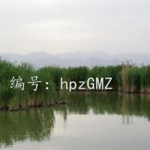 Ȼ