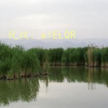 Ȼ