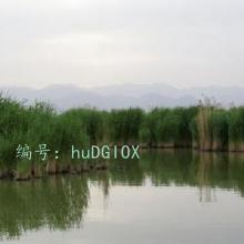 ĩ