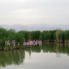 Ȼ