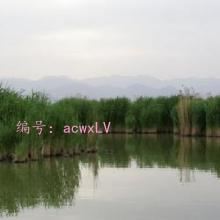Ȼ