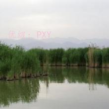 ָ